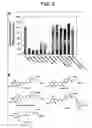 Fig. 04 - Intestinal folate transporter method
