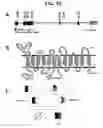 Fig. 11 - Intestinal folate transporter method