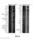 Fig. 06 - Antibodies to insulin-like growth factor binding protein and uses thereof