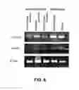 Fig. 07 - Antibodies to insulin-like growth factor binding protein and uses thereof