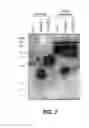 Fig. 08 - Antibodies to insulin-like growth factor binding protein and uses thereof