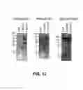 Fig. 13 - Antibodies to insulin-like growth factor binding protein and uses thereof