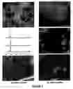 Fig. 10 - Composite