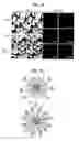 Fig. 13 - System For Detecting Molecular Interactions