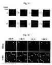 Fig. 16 - System For Detecting Molecular Interactions