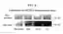 Fig. 05 - Methods of reducing angiogenesis