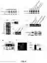 Fig. 05 - Methods for Promoting Stem Cell Proliferation and Survival