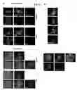 Fig. 09 - Methods for Promoting Stem Cell Proliferation and Survival