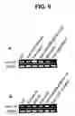 Fig. 10 - Methods for Promoting Stem Cell Proliferation and Survival