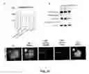 Fig. 11 - Methods for Promoting Stem Cell Proliferation and Survival