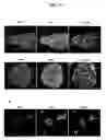 Fig. 12 - Methods for Promoting Stem Cell Proliferation and Survival