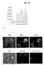 Fig. 13 - Methods for Promoting Stem Cell Proliferation and Survival