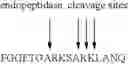 Fig. 19 - Alpha helical mimics, their uses and methods for their production