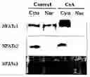 Fig. 01 - Compositions and Methods for Increasing Osteoblast Cell Differentiation and Bone Generation