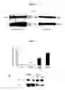 Fig. 05 - Compositions and Methods for Increasing Osteoblast Cell Differentiation and Bone Generation