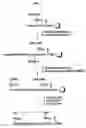 Fig. 02 - Backbone Cyclized Melanocortin Stimulating Hormone (Alpha Msh) Analogs