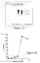 Fig. 02 - Methods and compositions for the inhibition of HIV-1 replication