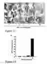 Fig. 03 - Methods and compositions for the inhibition of HIV-1 replication