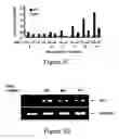 Fig. 10 - Methods and compositions for the inhibition of HIV-1 replication