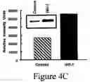 Fig. 12 - Methods and compositions for the inhibition of HIV-1 replication