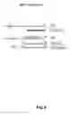 Fig. 05 - Novel Apo2L and IL-24 Polypeptides, Polynucleotides, and Methods of Their Use