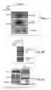 Fig. 05 - Methods and compositions for treating and preventing neurologic disorders