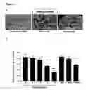 Fig. 04 - Bioactive parstatin peptides and methods of use