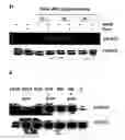 Fig. 10 - Bioactive parstatin peptides and methods of use