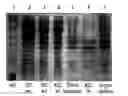 Fig. 01 - COMPOSITIONS AND METHODS FOR TREATING INFECTIONS USING ANALOGUES OF INDOLICIDIN