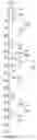 Fig. 01 - PEPTIDE SPECIFICITY OF ANTI-MYELIN BASIS PROTEIN AND THE ADMINISTRATION OF MYELIN BASIC PROTEIN PEPTIDES TO MULTIPLE SCLEROSIS PATIENTS