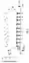 Fig. 12 - PEPTIDE SPECIFICITY OF ANTI-MYELIN BASIS PROTEIN AND THE ADMINISTRATION OF MYELIN BASIC PROTEIN PEPTIDES TO MULTIPLE SCLEROSIS PATIENTS
