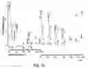 Fig. 19 - PEPTIDE SPECIFICITY OF ANTI-MYELIN BASIS PROTEIN AND THE ADMINISTRATION OF MYELIN BASIC PROTEIN PEPTIDES TO MULTIPLE SCLEROSIS PATIENTS
