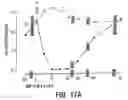 Fig. 24 - PEPTIDE SPECIFICITY OF ANTI-MYELIN BASIS PROTEIN AND THE ADMINISTRATION OF MYELIN BASIC PROTEIN PEPTIDES TO MULTIPLE SCLEROSIS PATIENTS