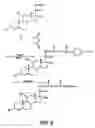 Fig. 06 - Biologically active peptide comprising tyrosyl-seryl-valine (YSV)