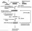 Fig. 01 - NOVEL RNA INTERFERENCE METHODS USING DNA-RNA DUPLEX CONSTRUCTS