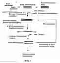 Fig. 02 - NOVEL RNA INTERFERENCE METHODS USING DNA-RNA DUPLEX CONSTRUCTS