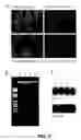 Fig. 04 - NOVEL RNA INTERFERENCE METHODS USING DNA-RNA DUPLEX CONSTRUCTS