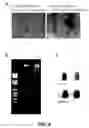 Fig. 07 - NOVEL RNA INTERFERENCE METHODS USING DNA-RNA DUPLEX CONSTRUCTS