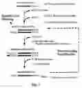 Fig. 08 - NOVEL RNA INTERFERENCE METHODS USING DNA-RNA DUPLEX CONSTRUCTS