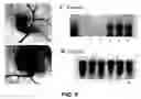 Fig. 10 - NOVEL RNA INTERFERENCE METHODS USING DNA-RNA DUPLEX CONSTRUCTS
