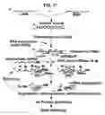 Fig. 12 - NOVEL RNA INTERFERENCE METHODS USING DNA-RNA DUPLEX CONSTRUCTS