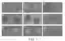 Fig. 02 - Inhibiting Gene Expression with dsRNA