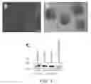 Fig. 04 - Inhibiting Gene Expression with dsRNA