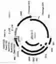 Fig. 03 - Multi-targeting short interfering RNAs