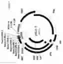 Fig. 05 - Multi-targeting short interfering RNAs