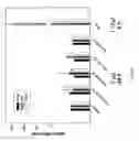 Fig. 16 - Multi-targeting short interfering RNAs
