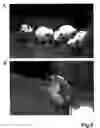 Fig. 06 - Induction of differential stress resistance and uses thereof