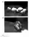 Fig. 10 - Induction of differential stress resistance and uses thereof