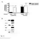 Fig. 12 - Induction of differential stress resistance and uses thereof