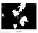 Fig. 03 - Polymeric encapsulates having a quaternary ammonium salt and methods for producing the same